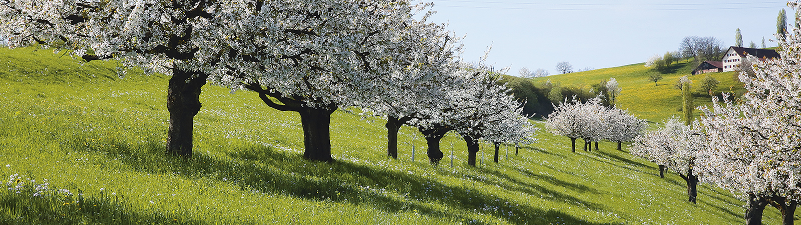 Kirschblüte